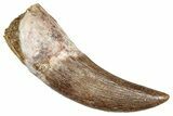 Fossil Plesiosaur (Zarafasaura) Tooth - Morocco #344249-1
